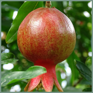 fruit-pomagranate-plant